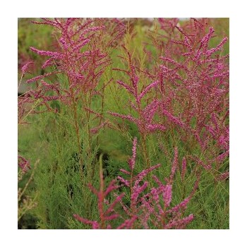 Tamarika, šakotoji 'Rubra'/Tamarix ramosissima/ -C4 Kont.