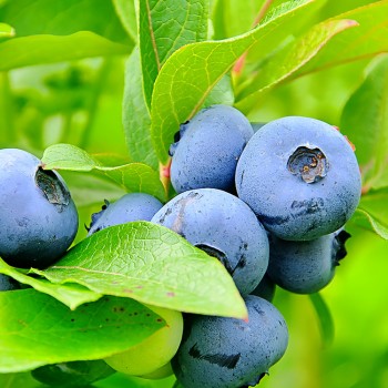Krūmmellene ,,Bluegold,, /Vaccinium corymbosum/ - C2,5 kont.