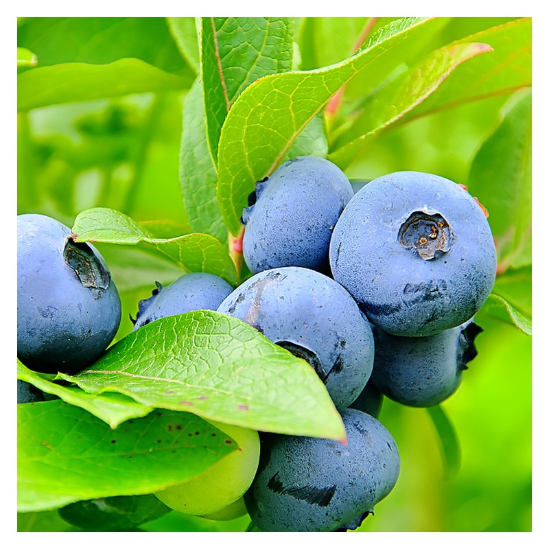 Krūmmellene ,,Bluegold,, /Vaccinium corymbosum/ - C2,5 kont.