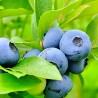 Krūmmellene ,,Bluegold,, /Vaccinium corymbosum/ - C2,5 kont.