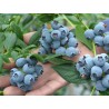 Krūmmellene ,,Toro,, /Vaccinium corymbosum/ - C2 kont.