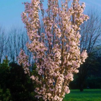 Japānas ziedu ķirsis - sakura ,,Amanogawa,, /Prunus serrulata/