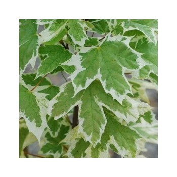 Kļava, parastā"Drummondii" /acer platanoides/ - augstcelma - PA 150-170cm