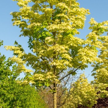 Parastā kļava "Drummondii" /acer platanoides/ - augstcelma - PA 170-190cm