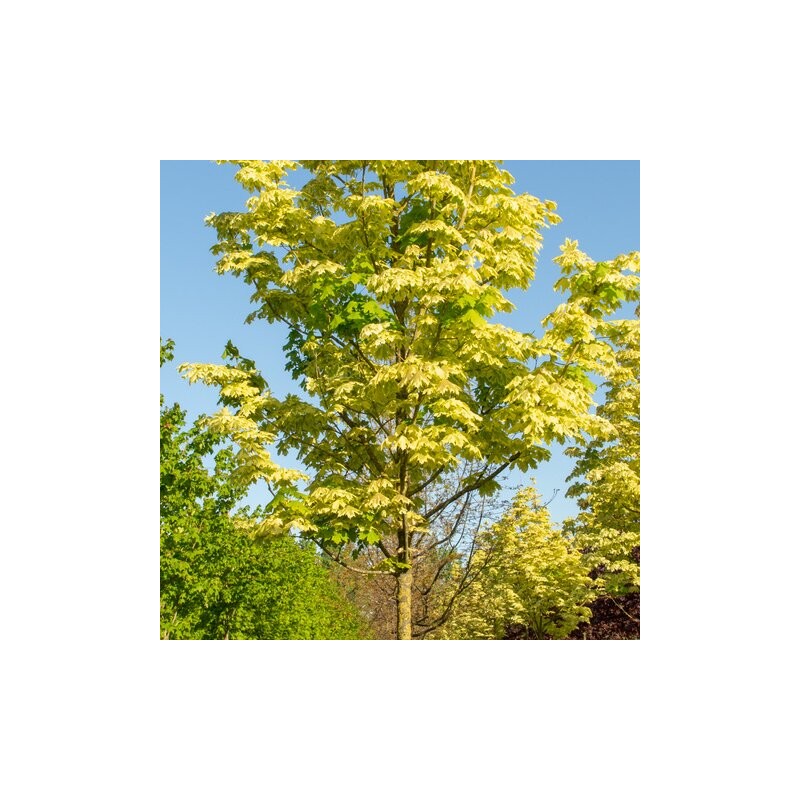 Kļava, parastā"Drummondii" /acer platanoides/ - augstcelma - PA 150-170cm