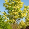 Parastā kļava "Drummondii" /acer platanoides/ - augstcelma - PA 170-190cm