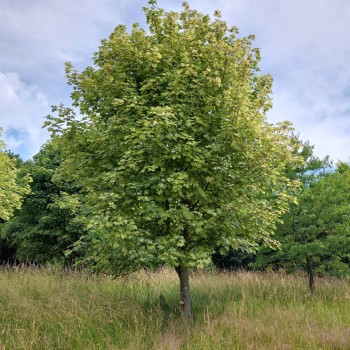 Kalnu kļava "Leopoldii" /acer pseudoplatanus/ - augstcelma - PA 150-170cm