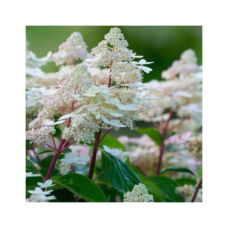 Hortenzija, skarainā ,,Early Harry,, /Hydrangea paniculata/ - C3 kont.