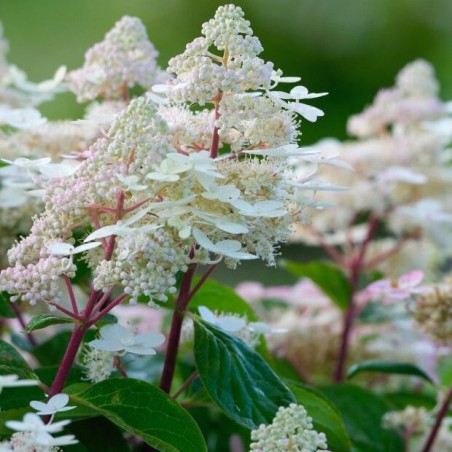 Hortenzija, šluotelinė ,,Early Harry,, /Hydrangea paniculata/ - C3 kont.