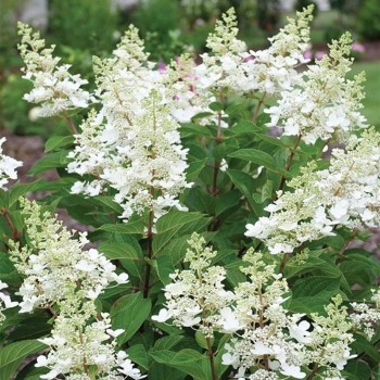 Hortenzija, šluotelinė ,,Early Harry,, /Hydrangea paniculata/ - C3 kont.