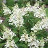 Skarainā hortenzija ,,Early Harry,, /Hydrangea paniculata/ - C3 kont.