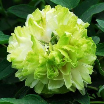 Kokveida peonija - krūmpeonija (potēta) "Green Jade" /paeonia suffruticosa/ - C1 kont.