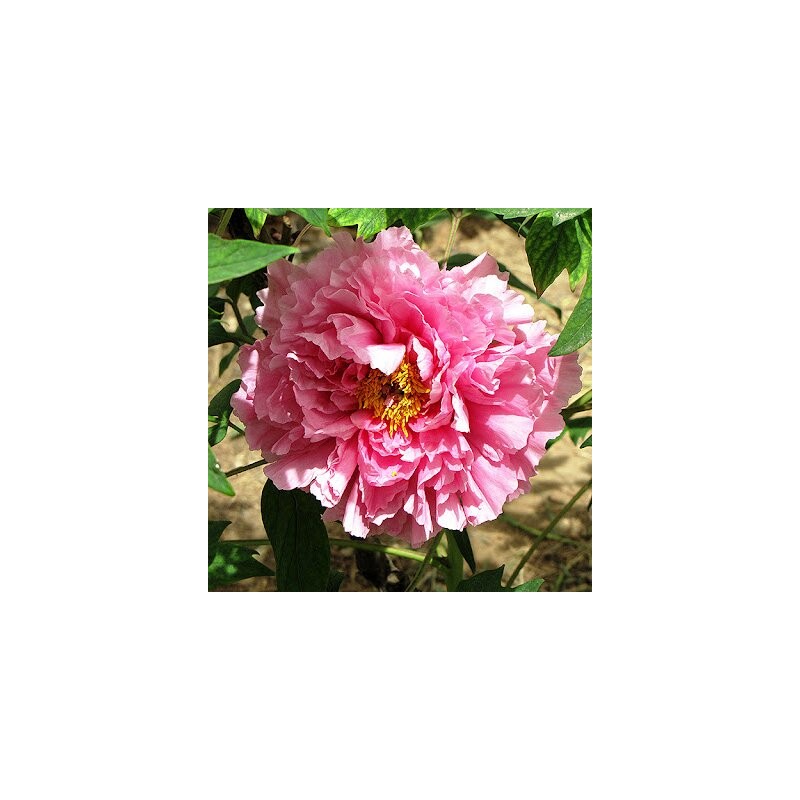 Kokveida peonija - krūmpeonija (potēta) "Pink Hibiscus" ("Rou Fu Rong") /paeonia suffruticosa/ - C1 kont.
