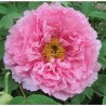 Kokveida peonija - krūmpeonija (potēta) "Pink Hibiscus" ("Rou Fu Rong") /paeonia suffruticosa/ - C1 kont.