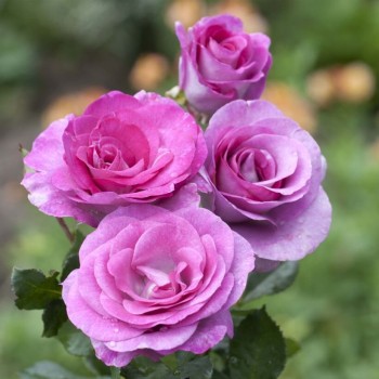 Tējhibrīdroze "Violette Parfumee" - 3-gad. stāds - C5 kont.