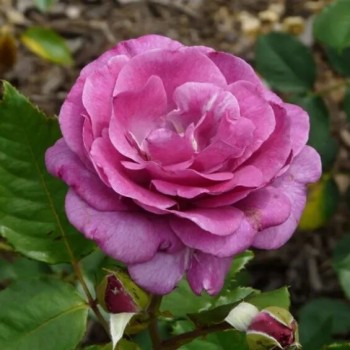 Tējhibrīdroze "Violette Parfumee" - 3-gad. stāds - C5 kont.