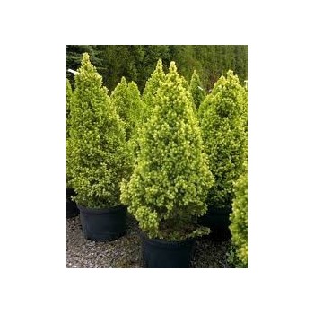 Egle, Kanādas ,,Daisy,s White,, /Picea glauca/ - P14 kont.