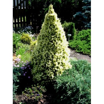 Egle, Kanādas ,,Daisy,s White,, /Picea glauca/ - P14 kont.