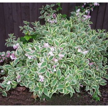 Krāšņā veigela ,,Nana Variegata,, /Weigela florida/ - C2,5 kont.