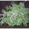 Krāšņā veigela ,,Nana Variegata,, /Weigela florida/ - C2,5 kont.