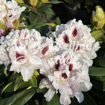 Rododendrs ,,Calsap,,...