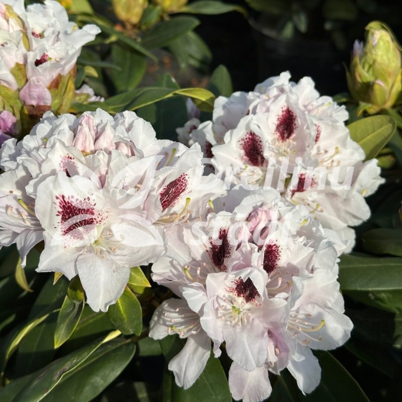 Rododendrs ,,Calsap,, /rhododendron/ - C5 kont.