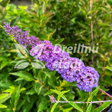 Budlėja, Dovydo "Nanho Blue"/Buddleja davidii/ - P9 kont.