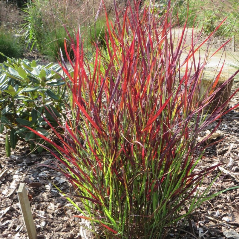 Īstā sāre "Sangria" /panicum virgatum/ - C3 kont.