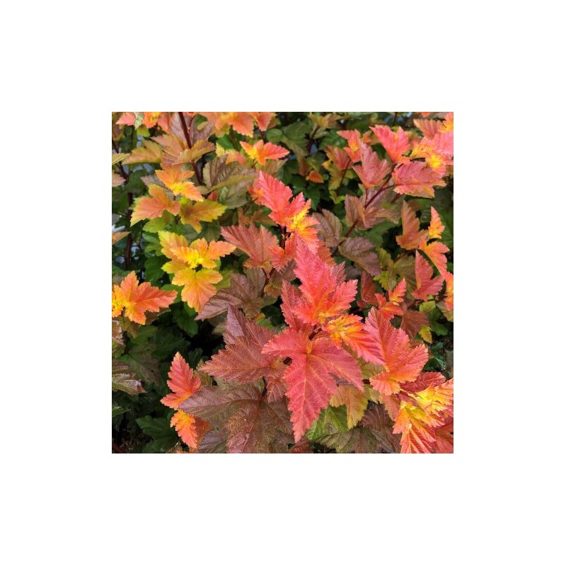 Fizokarps , irbeņlapu ,Magic Ball,, /Physocarpus opulifolius/- C2,5 kont.