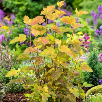 Fizokarps , irbeņlapu ,Magic Ball,, /Physocarpus opulifolius/- C2,5 kont.