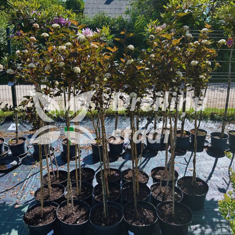 Irbeņlapu fizokarps ,,Red Baron,, /physocarpus opulifolus/ - augstcelma - 70-100cm