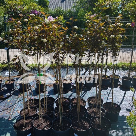 Irbeņlapu fizokarps ,,Red Baron,, /physocarpus opulifolus/ - augstcelma - 70-100cm