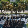 Irbeņlapu fizokarps ,,Red Baron,, /physocarpus opulifolus/ - augstcelma - 70-100cm