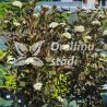 Irbeņlapu fizokarps ,,Red Baron,, /physocarpus opulifolus/ - augstcelma - 70-100cm
