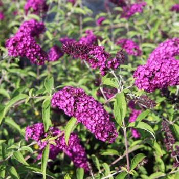 Budlėja, Dovydo ,, Royal Red,,/Buddleja davidii/- C2 kont.