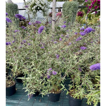 Dāvida budleja "Nanho Blue"/Buddleja davidii/ - C2,5 kont.