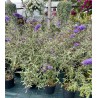 Dāvida budleja "Nanho Blue"/Buddleja davidii/ - C2,5 kont.