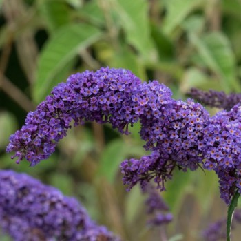 Dāvida budleja "Nanho Blue"/Buddleja davidii/ - C2,5 kont.
