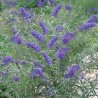 Dāvida budleja "Nanho Blue"/Buddleja davidii/ - C2,5 kont.