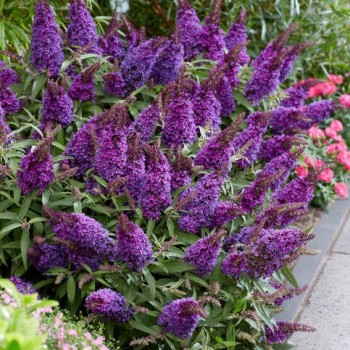 Dāvida budleja ,,Butterfly Candy Little Purple,, /Buddleja davidii/- C2,5 kont.