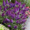 Dāvida budleja ,,Butterfly Candy Little Purple,, /Buddleja davidii/- C2,5 kont.