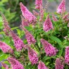 Dāvida budleja ,,Butterfly Candy Little Pink,, /Buddleja davidii/- C2 kont.