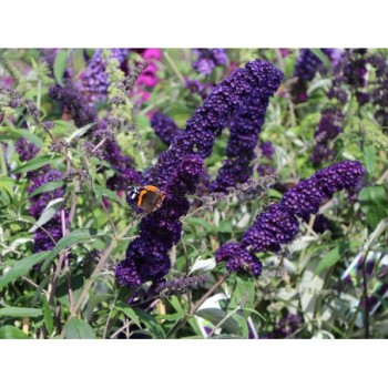 Budleja dāvida,, Black Knight,, /Buddleja davidii/- C2 kont.