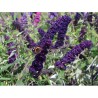 Budleja dāvida,, Black Knight,, /Buddleja davidii/- C2 kont.