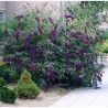 Budleja dāvida,, Black Knight,, /Buddleja davidii/- C2 kont.