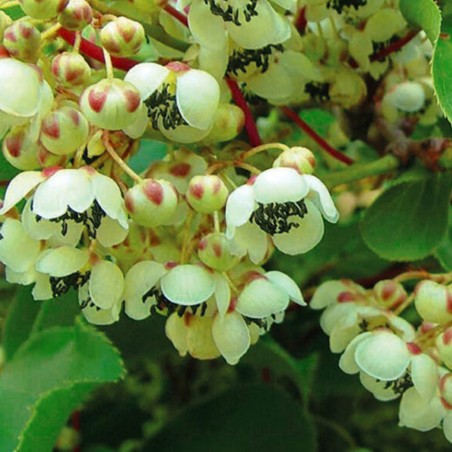 Aktinīdija (kivi) “Weiki” (vyriškas augalas) /actinidia arguta/ - C2,5 kont.