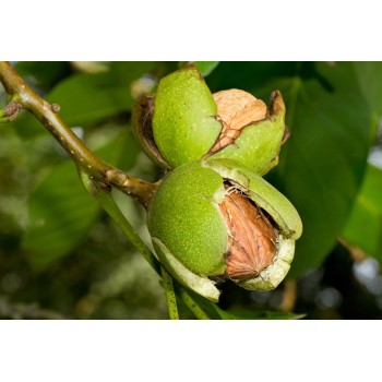 Valrieksts /juglans/ - 80-100cm
