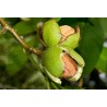 Valrieksts /juglans/ - 80-100cm