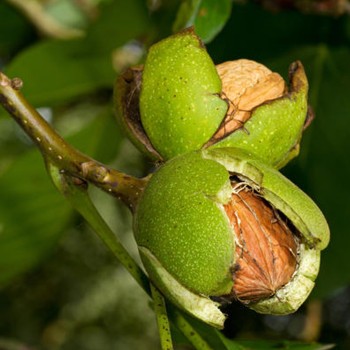 Valrieksts /juglans/ -...