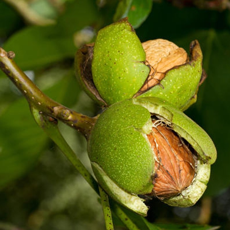 Valrieksts /juglans/ - 80-100cm
